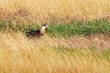 Crested Caracara On The Ground_31689